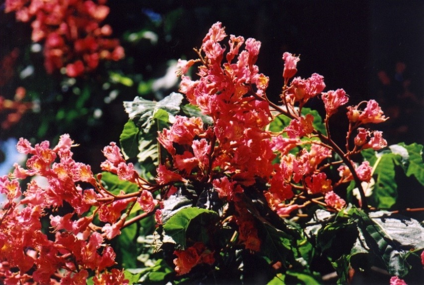 Röd blommande Hästkastanjen Aesculus carnea ’Briotii’.